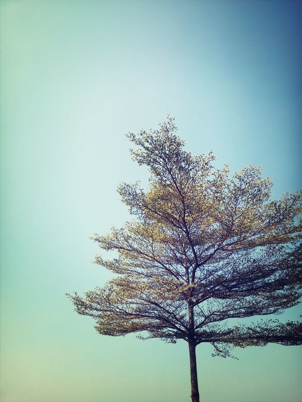 clear sky, low angle view, copy space, branch, tree, nature, blue, growth, beauty in nature, tranquility, flower, sky, no people, bare tree, outdoors, day, high section, stem, silhouette, scenics