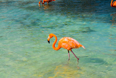 View of birds in lake