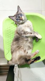 High angle view of cat sitting on bed at home