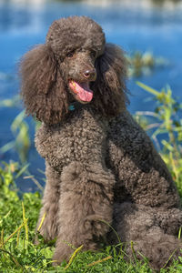 Portrait of a dog on field