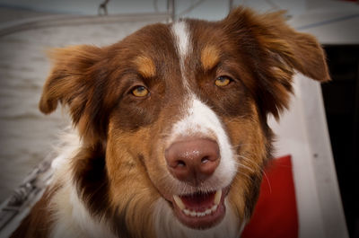 Close-up portrait of dog