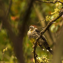 Close-up of bird perching on a tree