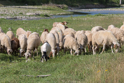 Flock of sheep grazing grass in a streambed in springtime.