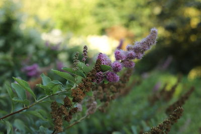 plant