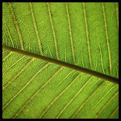 Close-up of plant