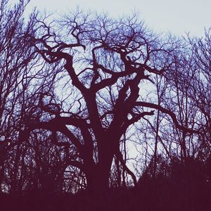 Low angle view of tree against sky