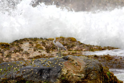 Bird perching on rock