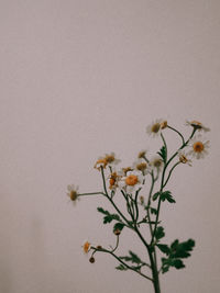 Close-up of white flowering plant in vase against wall