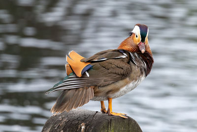 Close-up of bird perching on a lake