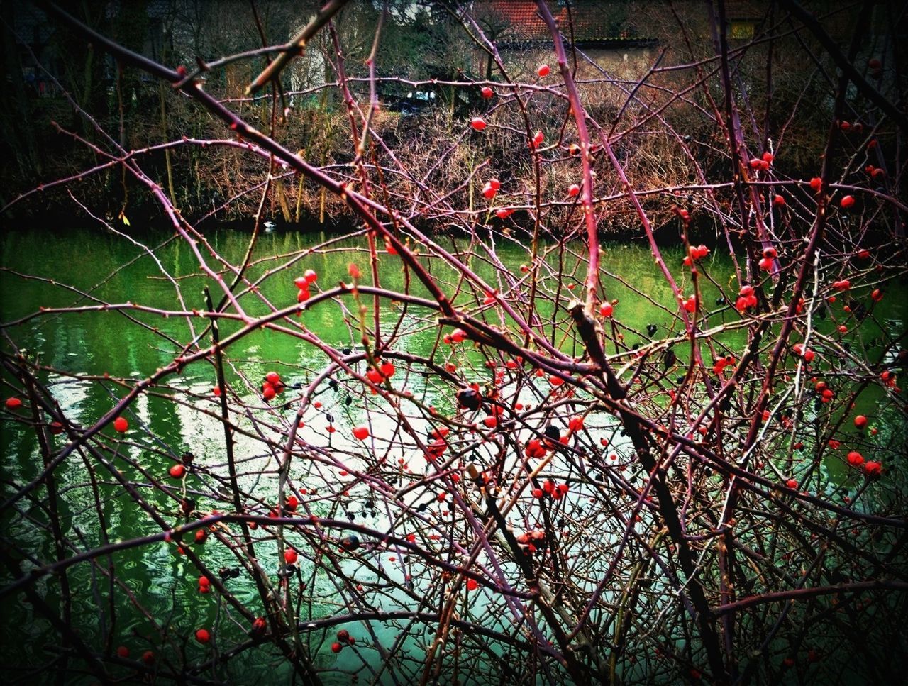 branch, tree, growth, red, nature, low angle view, beauty in nature, bare tree, twig, plant, night, outdoors, leaf, no people, freshness, tranquility, close-up, flower, hanging