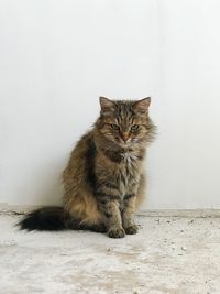 Portrait of cat sitting against wall