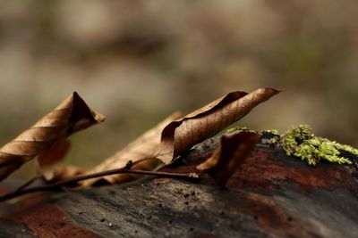 Dried foliage 