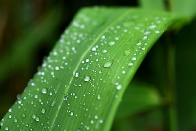 Close-up of raindrops on green leaf