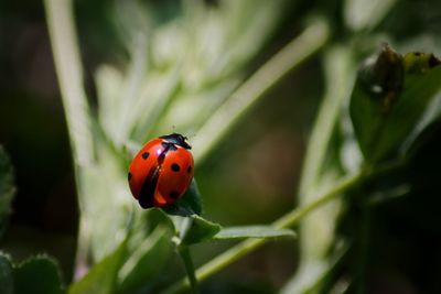 Close-up of ladybug on plant