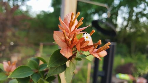 Close-up of orange flowering plant