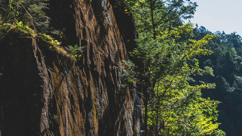 Low angle view of trees in forest against sky