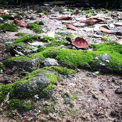 Plants growing on rocks