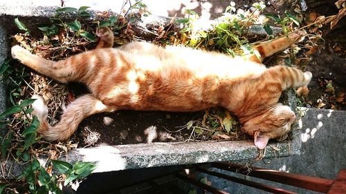 Cat relaxing on tiled floor