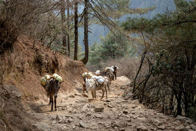 A mule train in the himalayan mountains of nepal.