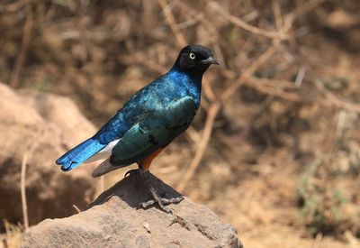 Close-up of bird perching on rock