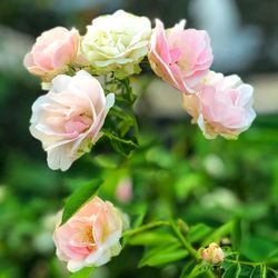 Close-up of pink roses blooming outdoors