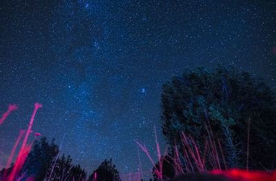 Low angle view of trees against sky at night