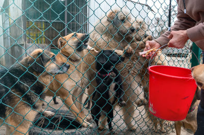 Stray dogs eat at the shelter. homeless eating dogs in a shelter cage kennel dogs locked.