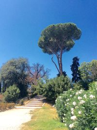 Trees on landscape against clear blue sky