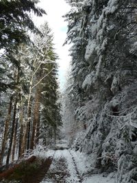 Trees in forest during winter