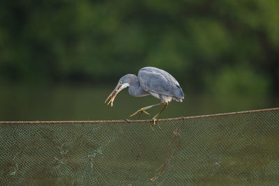 A western reef egret with a catch