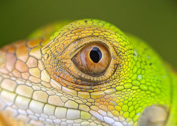 Eyeball Reptile