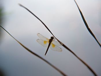 Close-up of dragonfly on twig