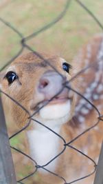 An image of deer behind fence