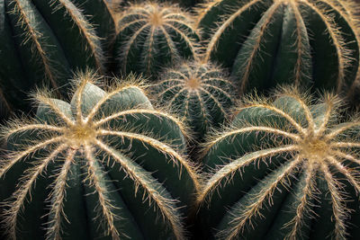 Full frame shot of succulent plant