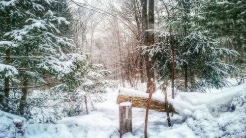 Snow covered trees in forest