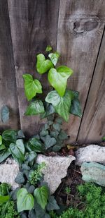 High angle view of leaves on wood