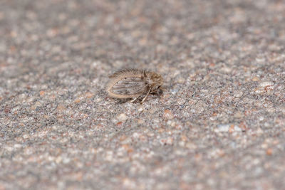 Close-up of insect on sand