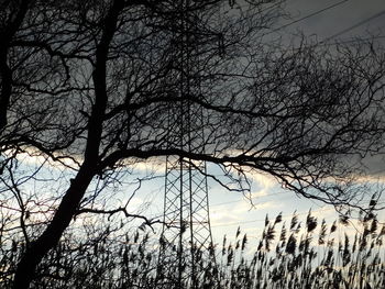 Bare trees against sky