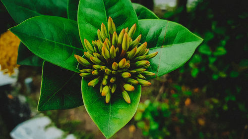 Close-up of yellow flowering plant