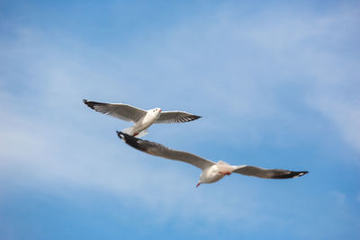 Low angle view of seagull flying against sky