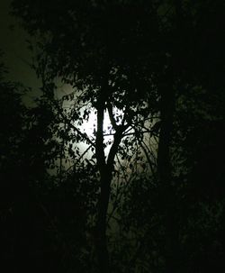 Silhouette of trees against sky
