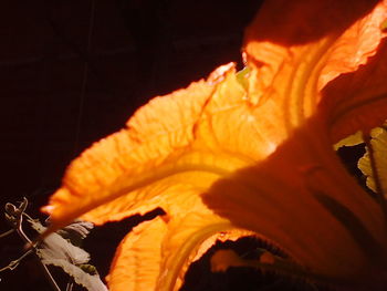 Close-up of flower against blurred background