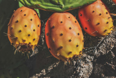 High angle view of prickly pear cactus