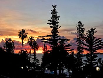 Low angle view of silhouette trees against sky during sunset