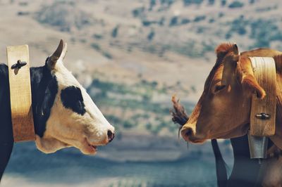 View of two cows