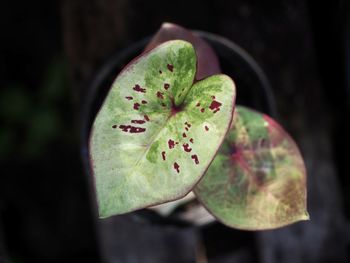 Close-up of green leaf