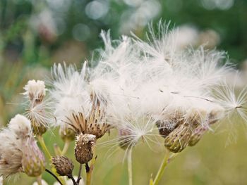 Close-up of white dandelion flowers