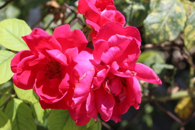 Close-up of pink flowering plant