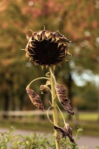 Close-up of wilted flower