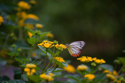 Butterfly pollinating on yellow flower